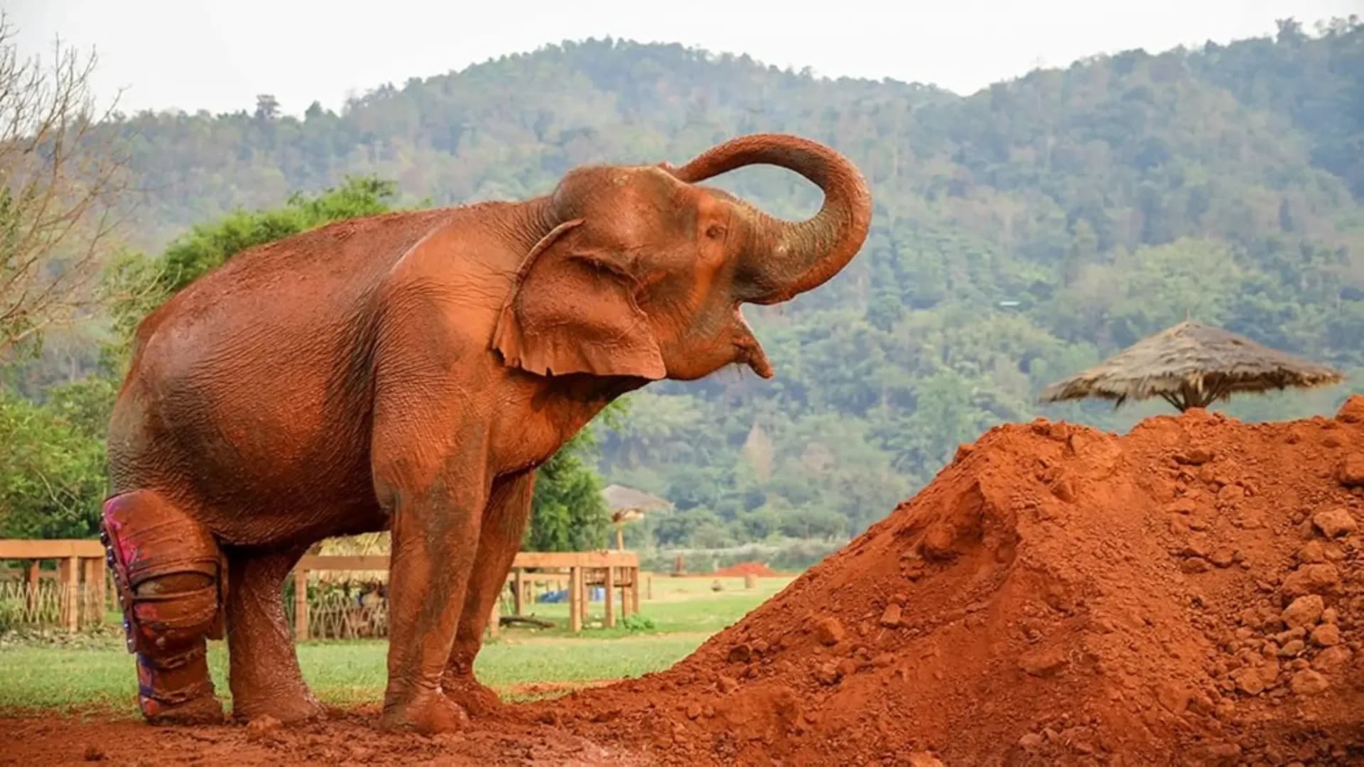 WIZARD OF PAWS - LOVE & ELEPHANTS